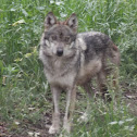 Lobo Mexicano