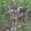 Lobo Mexicano