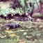 Squirrel!