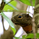 Plaintain squirrel