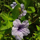 Minnie Root