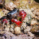 Neosarmatium smithi (邁納新脹蟹 )