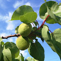 Apricot. Albaricoquero