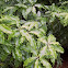 Pittosporum 