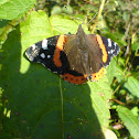Red Admiral