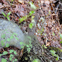 Meadow Rue (Cats Paw Clover)