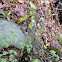 Meadow Rue (Cats Paw Clover)