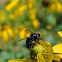 Southern Carpenter Bee