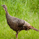 Wild Turkey Hen