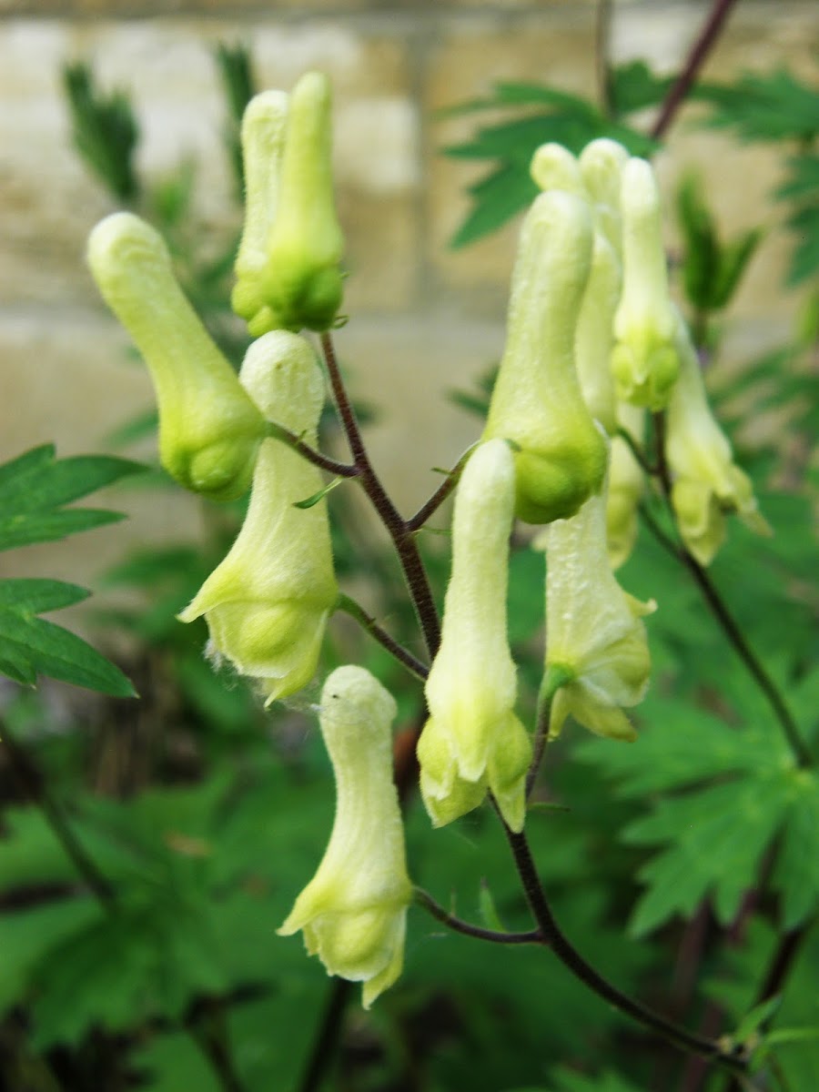 Northern Wolfsbane/monkshood