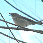 Yellow-rumped Warbler