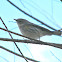 Yellow-rumped Warbler