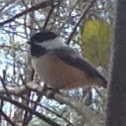 Chickadee