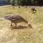 Greylag Goose
