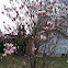 Japanese Magnolia
