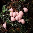 Wolf's milk slime mold