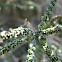 Fynbos
