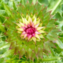 Common thistle