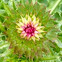 Common thistle
