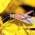 Scentless Plant Bug