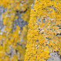 Common orange lichen