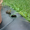 Green Frog