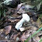 Amanita Mold
