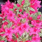 Azalea