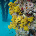 Yellow Tube Sponge