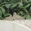 young Indian brown dove