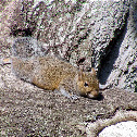 Eastern gray squirrel