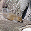Eastern gray squirrel