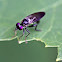 Robber Fly