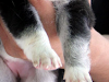Cachorra De Husky Siberiano De Muy Buena Genetic