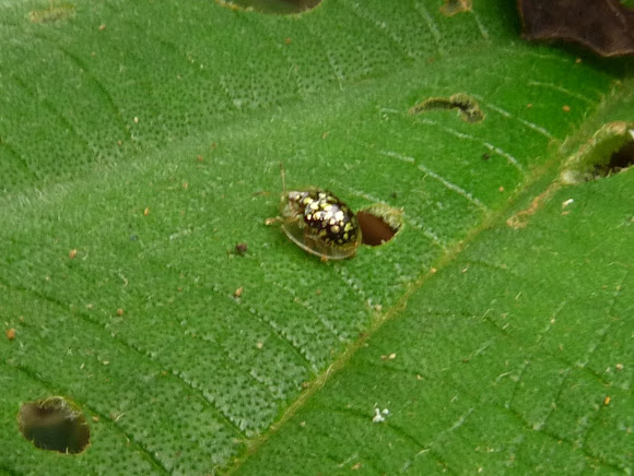 Spotting Image 1