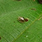 Tortoise beetle
