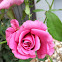 Fragrant Plum Rosebush