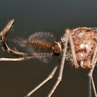 Midge