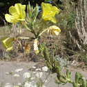 Common evening primrose
