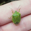 Green Stinkbug