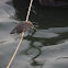 Indian Pond Heron