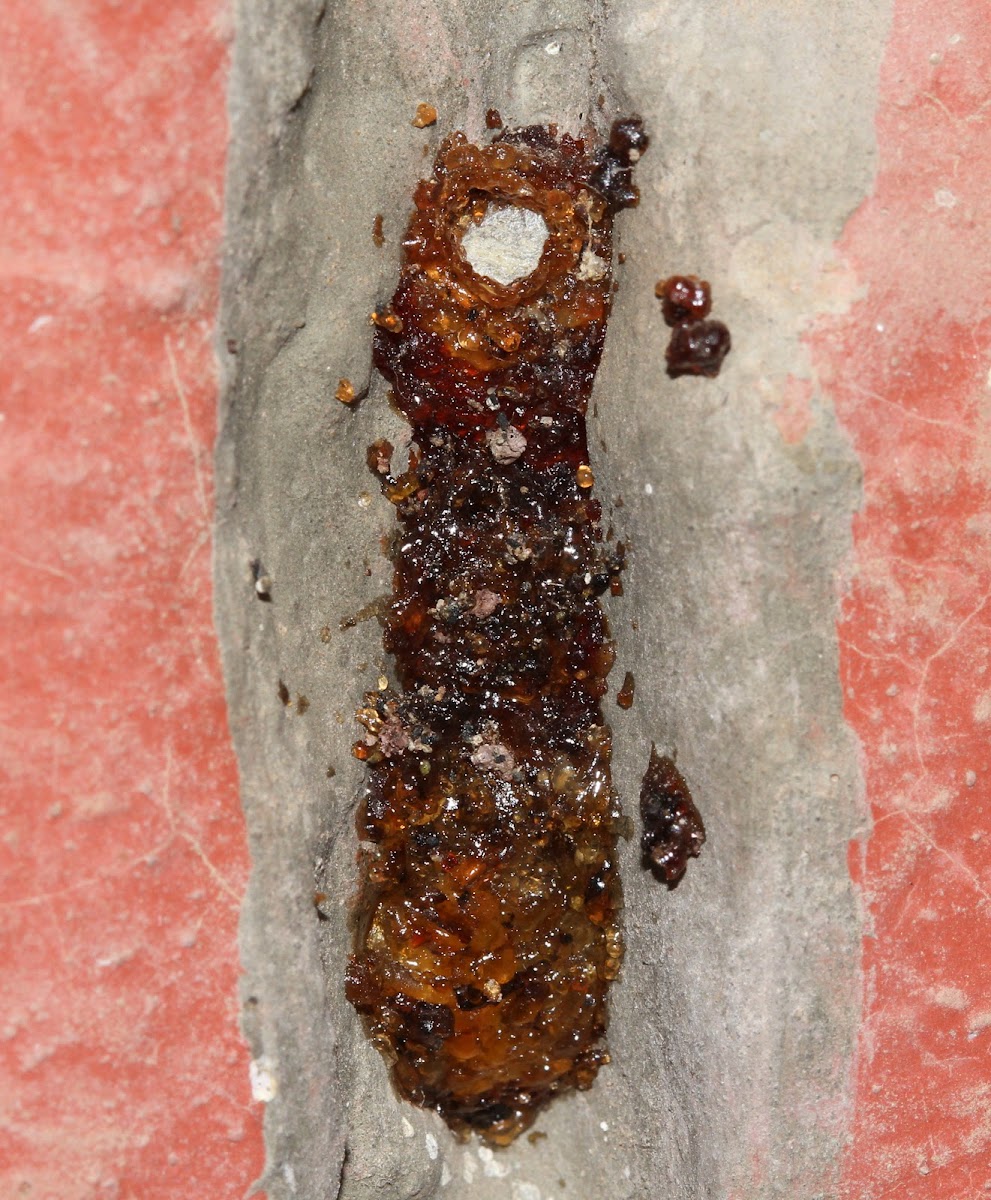Unknown Nest