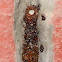 Unknown Nest