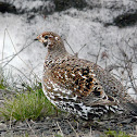 Sooty Grouse