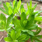 Waldmeister