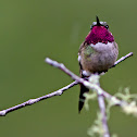 Amethyst Woodstar