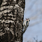 Hairy Woodpecker?