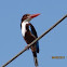 White Breasted Kingfisher