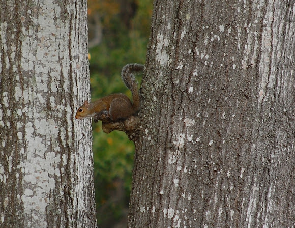 Spotting Image 1