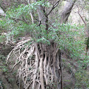 Florida Strangler Fig